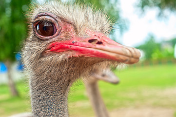 Image showing ostrich