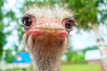 Image showing ostrich