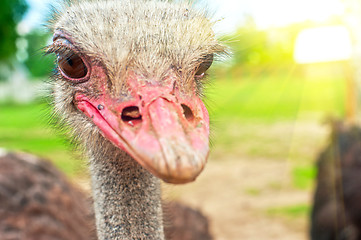 Image showing ostrich