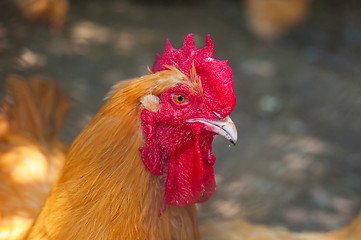 Image showing Rooster cock