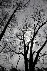 Image showing Bare trees