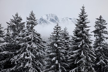 Image showing Winter forest