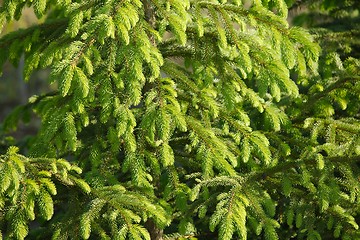 Image showing Pine Tree
