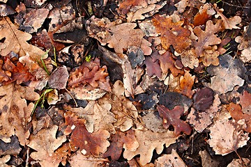 Image showing Fallen leaves