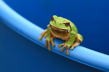 Image showing Green Tree Frog