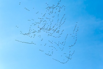 Image showing Geese Flying