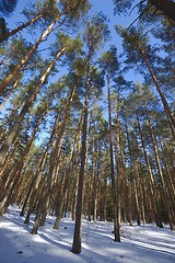 Image showing Winter Forest