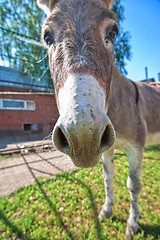 Image showing Donkey