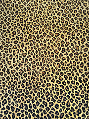 Image showing Classic leopard fabric