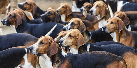 Image showing The Hounds