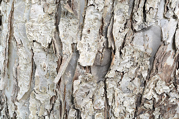 Image showing Old Wood Tree Texture Background Pattern