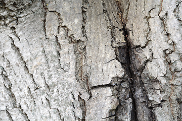 Image showing Texture of tree bark