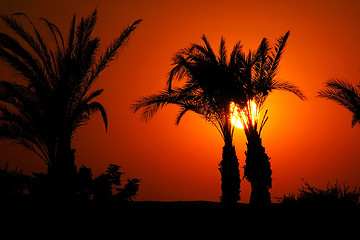 Image showing Sunset in Egypt