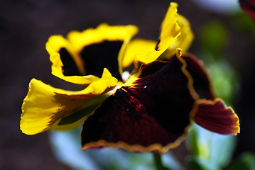 Image showing Viola tricolor plant