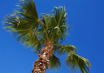 Image showing Palm tree