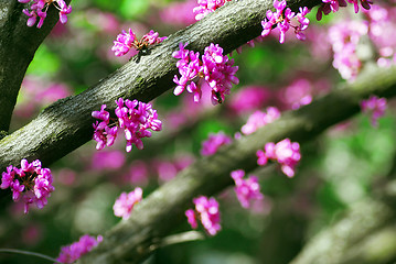 Image showing Eastern redbud