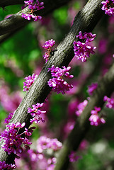 Image showing Eastern redbud