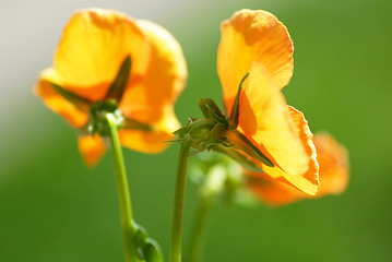 Image showing Yellow viola