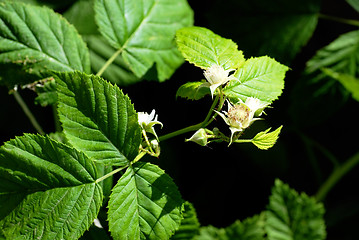 Image showing Blooming raspberry plant