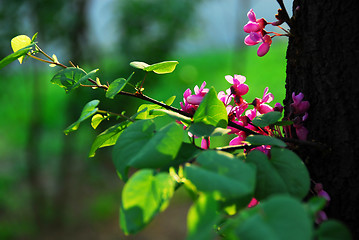 Image showing Eastern redbud