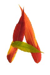 Image showing Letter made out of Leaves