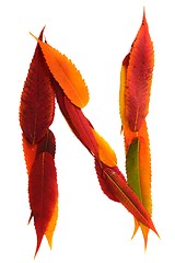 Image showing Letter made out of Leaves