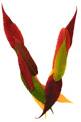 Image showing Letter made out of Leaves