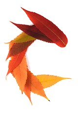 Image showing Letter made out of Leaves