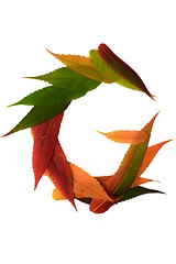 Image showing Letter made out of Leaves