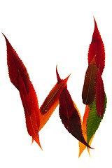 Image showing Letter made out of Leaves