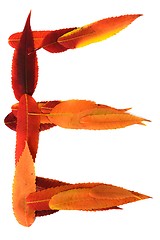 Image showing Letter made out of Leaves