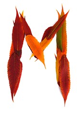 Image showing Letter made out of Leaves