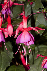 Image showing fuchsia