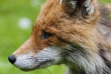 Image showing fox profile