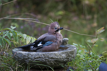 Image showing taking a bath