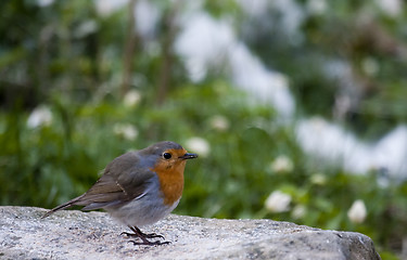 Image showing red robin