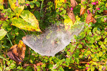 Image showing Close up view of the strings of a spiders web