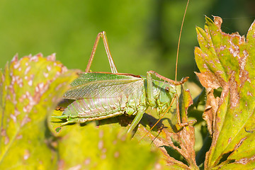 Image showing Green grasshoper in a garden