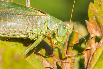 Image showing Green grasshoper in a garden