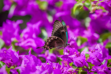 Image showing Blue Swallowtail Butterfly