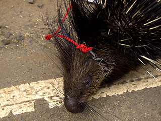 Image showing Closeup of an asian porcupine