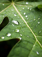 Image showing Water drops on a green leave after rain