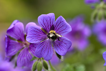 Image showing woodland cranesbill with bumble bee