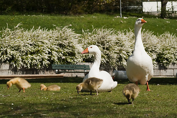 Image showing goose family