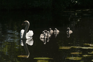 Image showing swan family