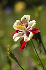 Image showing columbine