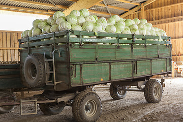 Image showing Freshly harvested potatoes and cabbages