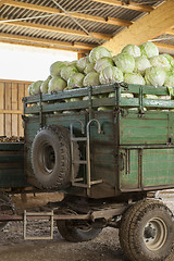 Image showing Freshly harvested potatoes and cabbages