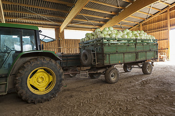 Image showing Freshly harvested potatoes and cabbages