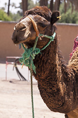 Image showing Camel in Marrakesch, Morocco